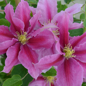 Clematis 'Vicki' Climbing Plants