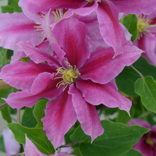 Clematis 'Vicki' Climbing Plants
