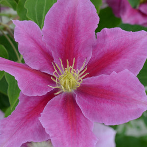 Clematis 'Vicki' Climbing Plants