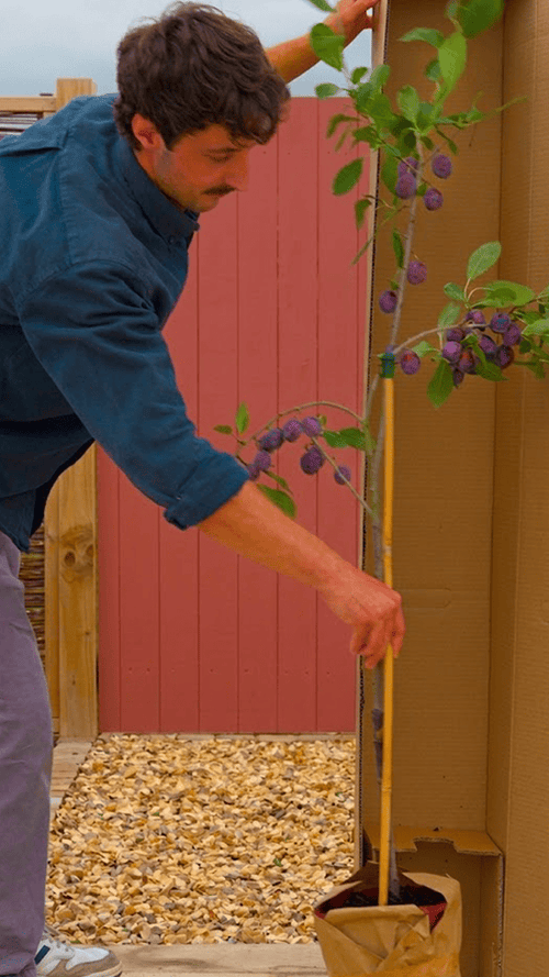 Why choose a Roots plum tree?