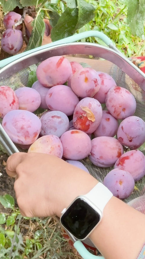 Linda harvests plums from her 'Victoria' plum tree
