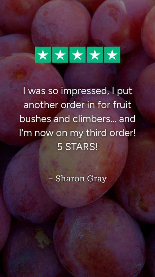 What do our customers think of their 'Victoria' plum trees?