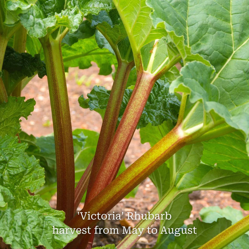 Full Season Rhubarb Collection Soft Fruit