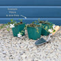 Vinca minor 'Bowles's Variety' Perennial Bedding