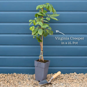 Virginia Creeper | Parthenocissus quinquefolia Climbing Plants