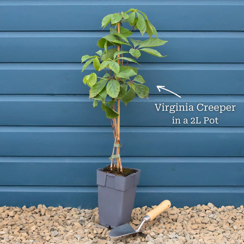Virginia Creeper | Parthenocissus quinquefolia Climbing Plants