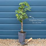 Virginia Creeper | Parthenocissus quinquefolia Climbing Plants