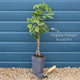 Virginia Creeper | Parthenocissus quinquefolia Climbing Plants