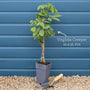 Virginia Creeper | Parthenocissus quinquefolia Climbing Plants