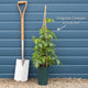 Virginia Creeper | Parthenocissus quinquefolia Climbing Plants
