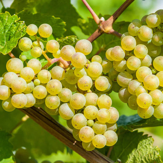'Vroege van der Laan' Outdoor Grape Vine Soft Fruit