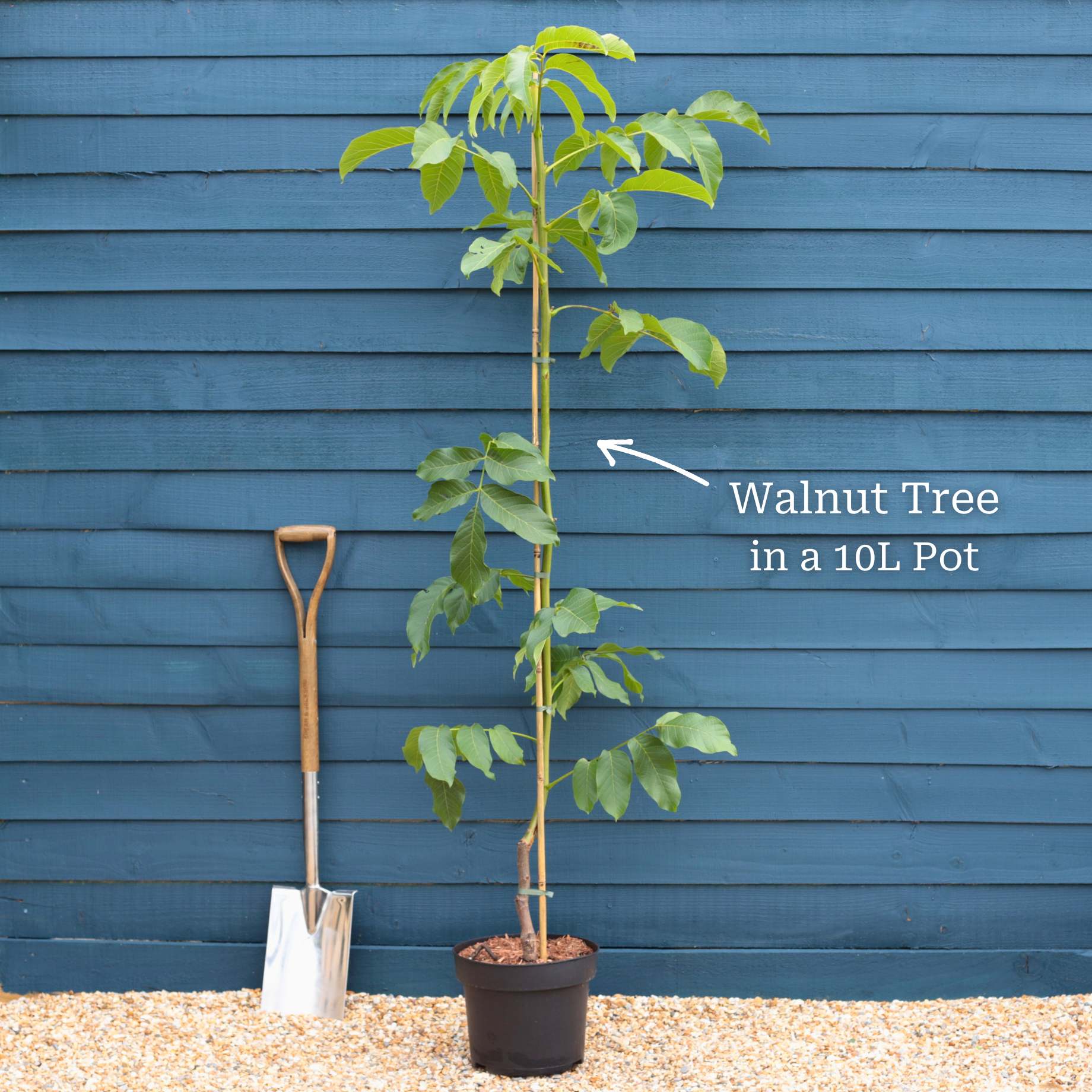 Walnut Tree Routs 'Broadview' Walnut Tree – Roots Plants
