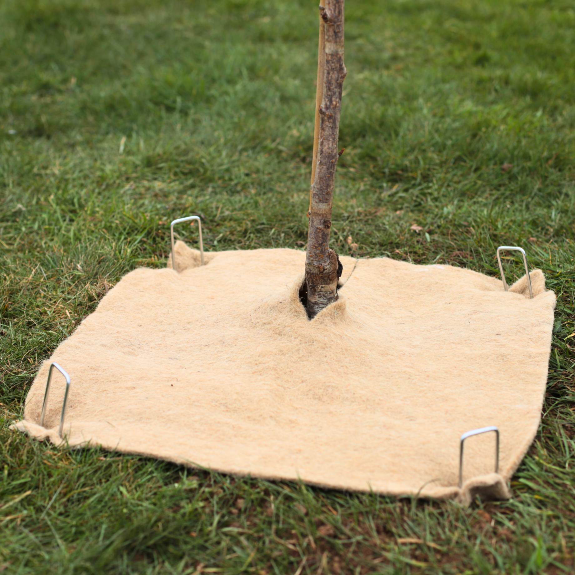 Tree Root Matting Weed Mat & 4 Stakes – Roots Plants