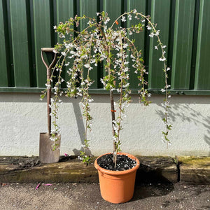 White Weeping Cherry Blossom Tree | Prunus yedoensis 'Shidare Yoshino' Ornamental Trees