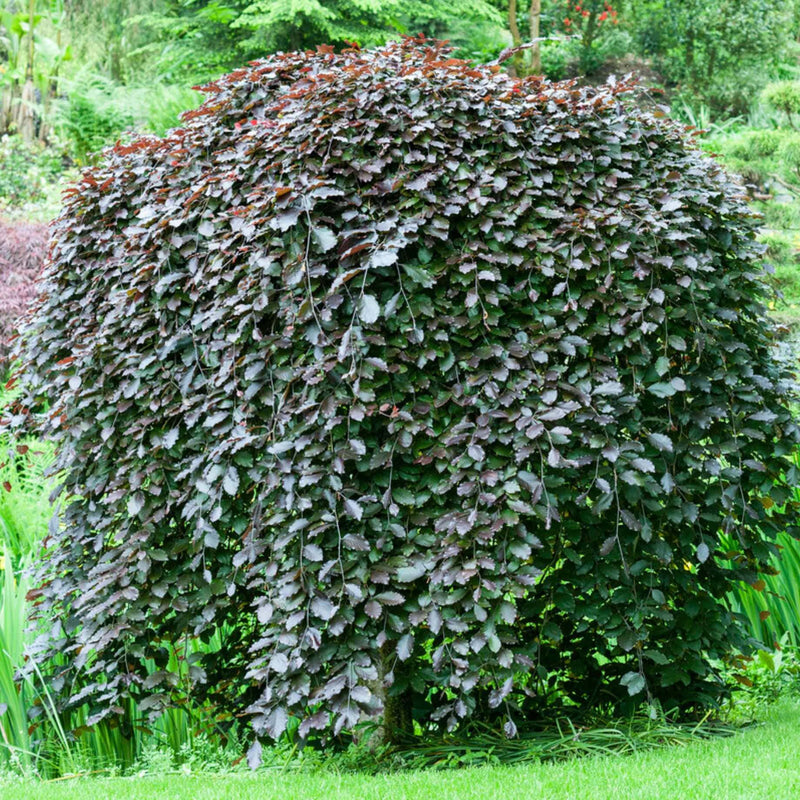 Weeping Purple Beech Tree | Fagus sylvatica 'Purpurea Pendula' Ornamental Trees
