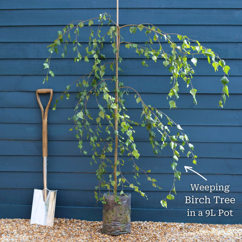 Weeping Silver Birch Tree | Betula pendula 'Youngii' Ornamental Trees