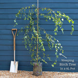 Weeping Silver Birch Tree | Betula pendula 'Youngii' Ornamental Trees