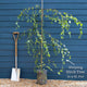 Weeping Silver Birch Tree | Betula pendula 'Youngii' Ornamental Trees