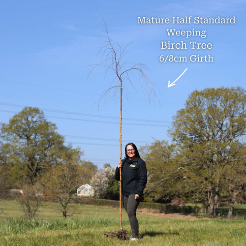 Weeping Silver Birch Tree | Betula pendula 'Youngii' Ornamental Trees