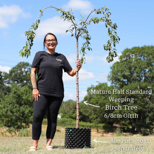 Weeping Silver Birch Tree | Betula pendula 'Youngii' Ornamental Trees