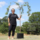 Weeping Silver Birch Tree | Betula pendula 'Youngii' Ornamental Trees