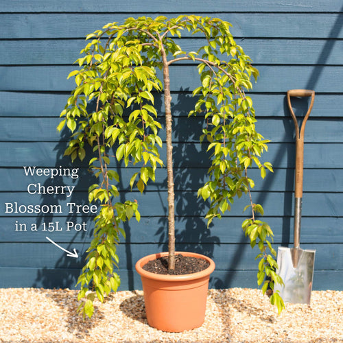 Dwarf Weeping Yoshino Cherry | Prunus yedoensis 'Ivensii' Ornamental Trees