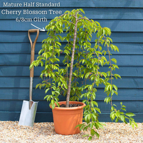 Cheal's Weeping Cherry Blossom Tree | Prunus 'Kiku-shidare-zakura' Ornamental Trees