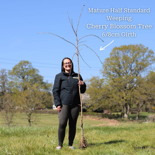 Cheal's Weeping Cherry Blossom Tree | Prunus 'Kiku-shidare-zakura' Ornamental Trees