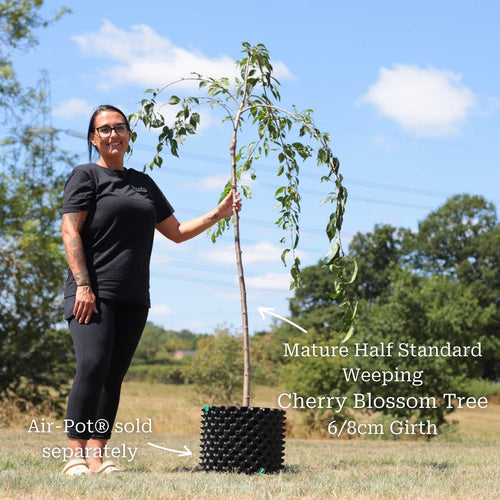 Cheal's Weeping Cherry Blossom Tree | Prunus 'Kiku-shidare-zakura' Ornamental Trees