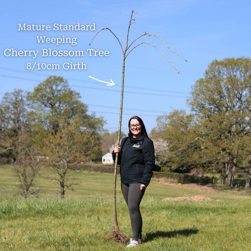 Cheal's Weeping Cherry Blossom Tree | Prunus 'Kiku-shidare-zakura' Ornamental Trees
