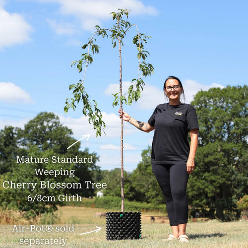 Cheal's Weeping Cherry Blossom Tree | Prunus 'Kiku-shidare-zakura' Ornamental Trees