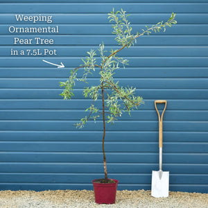 Ornamental Weeping Silver Pear Tree | Pyrus salicifolia 'Pendula' Ornamental Trees
