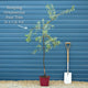 Ornamental Weeping Silver Pear Tree | Pyrus salicifolia 'Pendula' Ornamental Trees