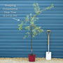 Ornamental Weeping Silver Pear Tree | Pyrus salicifolia 'Pendula' Ornamental Trees