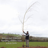 Golden Weeping Willow Tree | Salix 'Chrysocoma' Ornamental Trees