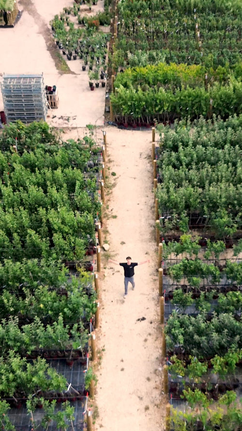 Here's how we grow over 30,000 fruit trees a year