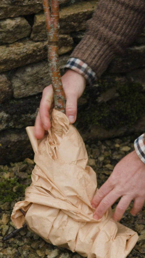 What to do when your bare root tree arrives (and you're not ready to plant)