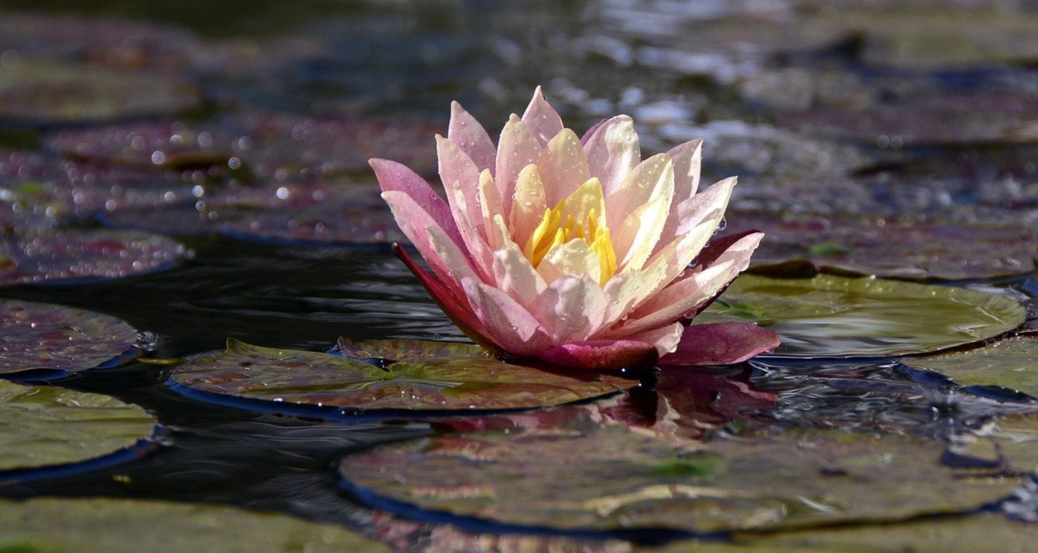 Which Are the Best Water Lilies for Your Pond?
