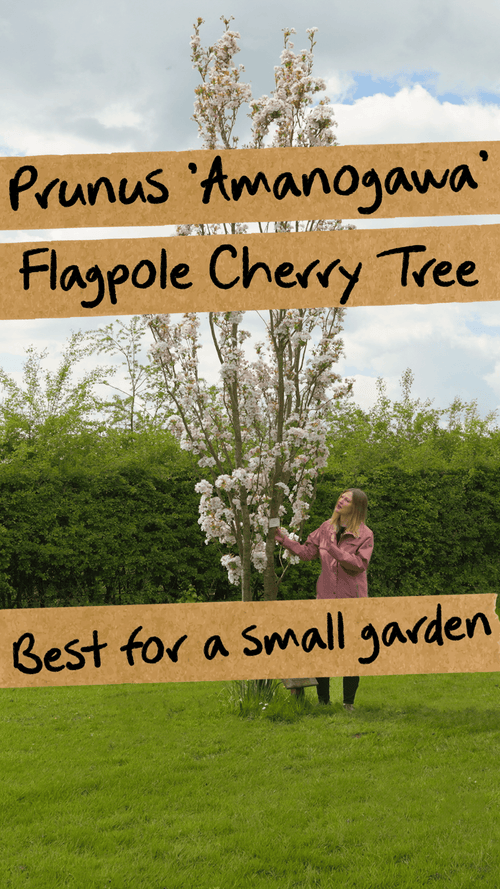Which cherry blossom tree is best for a small garden?
