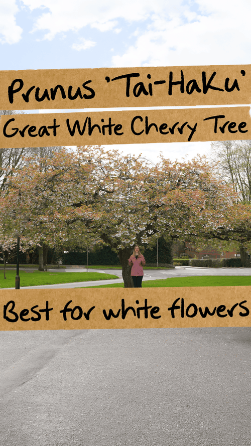 Which cherry blossom tree should you pick if you prefer white flowers?
