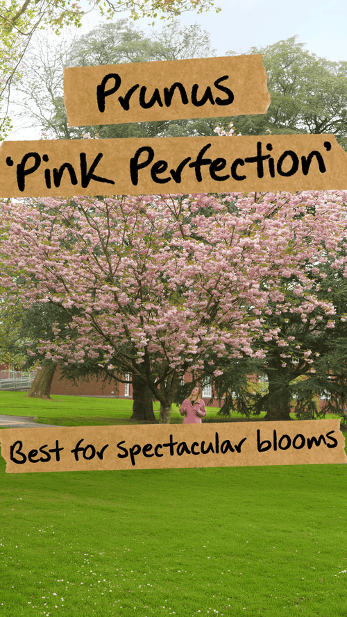 Which cherry blossom tree has the most spectacular blooms?