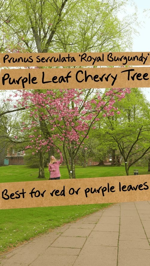 What's the best cherry blossom tree for purple leaves? 