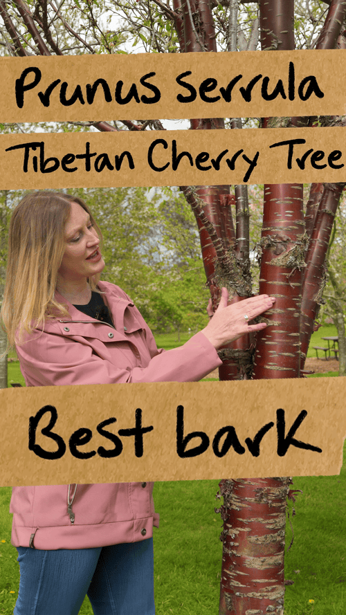 Which cherry blossom tree has the best bark?