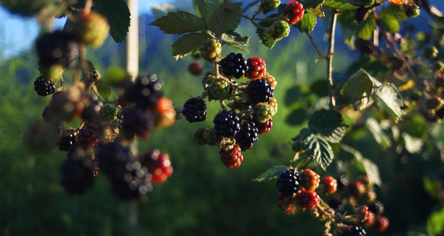 Which are the Best Blackberry Plants?