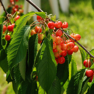 'White Heart' Cherry Tree Fruit Trees