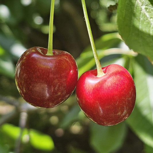 'White Heart' Cherry Tree Fruit Trees