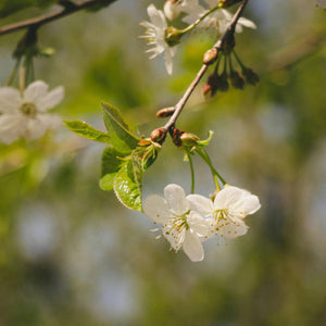 'White Heart' Cherry Tree Fruit Trees