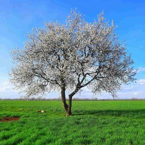 'White Heart' Cherry Tree Fruit Trees