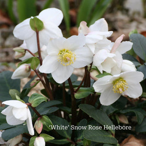 Hellebore Gift Gift Option