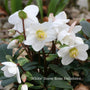 Hellebore Gift Gift Option